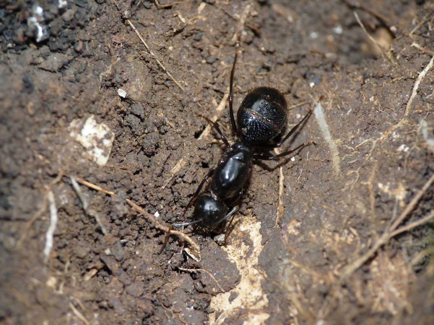 Regina di Camponotus aethiops